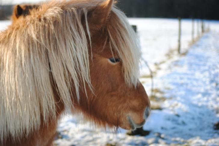 Islænder Bambi fra Troldhøjgaard billede 10