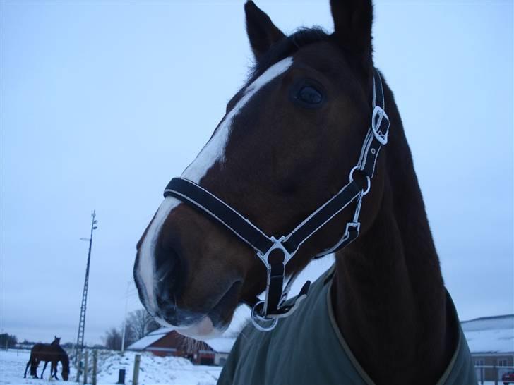Anden særlig race Herkules Proud <3 (solgt) - Velkommen til Kulles profil :) billede 1