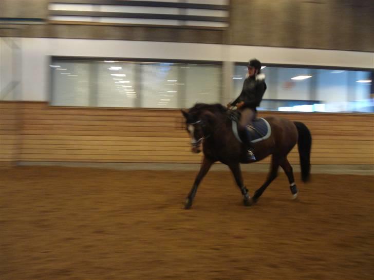 Anden særlig race Herkules Proud <3 (solgt) - han kan ogs gå rigtig fint, og kun 2,gang jeg rider ham<3 billede 3