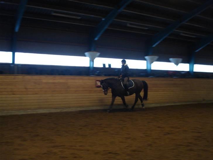 Anden særlig race Herkules Proud <3 (solgt) - lidt hygge ridning<3 billede 4