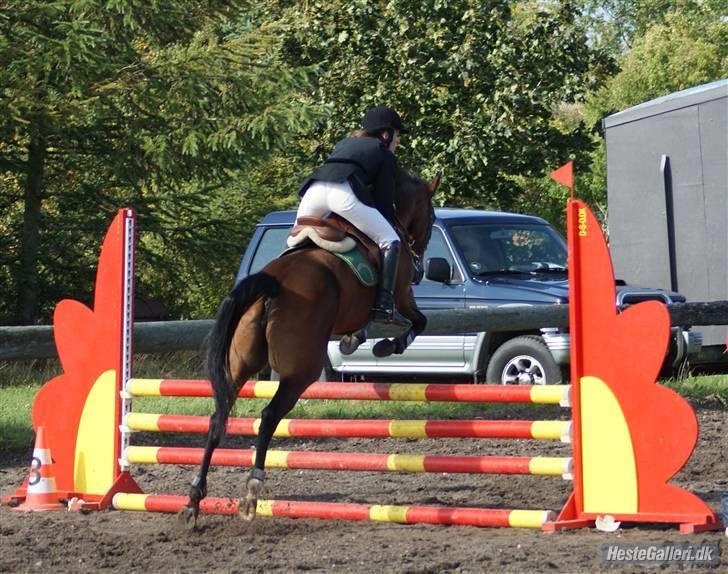 Anden særlig race Bonnie - Billed: Nadiiih billede 10