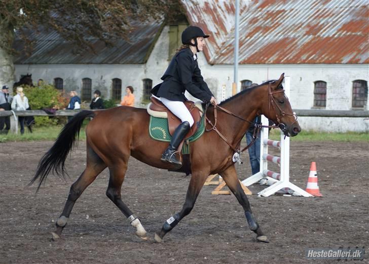 Anden særlig race Bonnie - Billed: Nadiiih billede 11