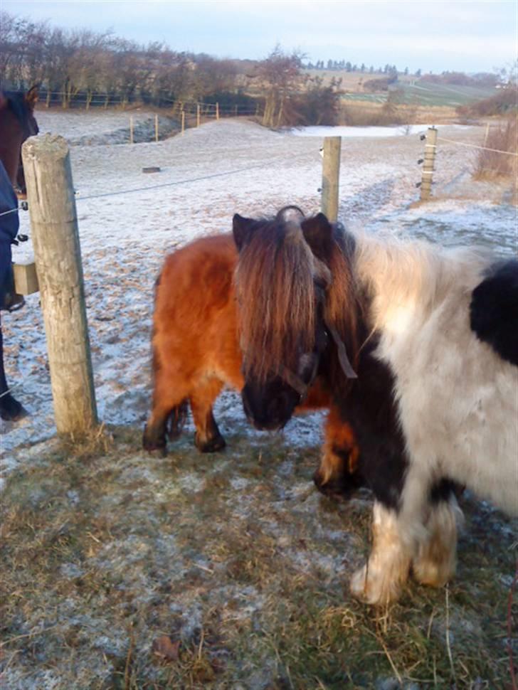Shetlænder Helmer/Filicita~pensonist - Welkommen til Helmer`s profil håber i vil nyde de få billeder der er (: billede 1