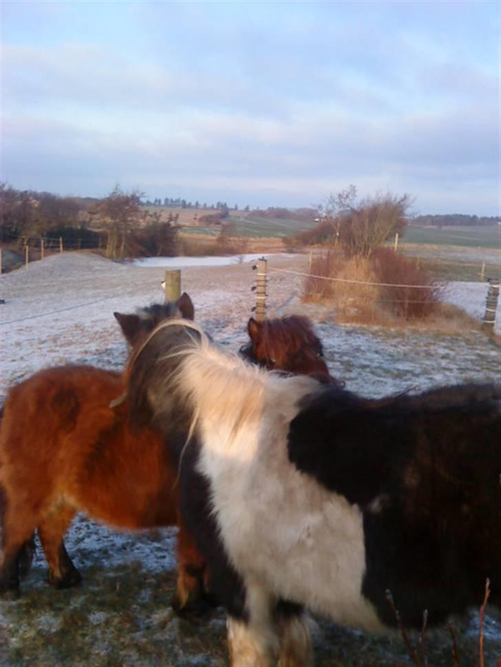Shetlænder Helmer/Filicita~pensonist - Helmer & Mitzi der gnubber :D billede 2