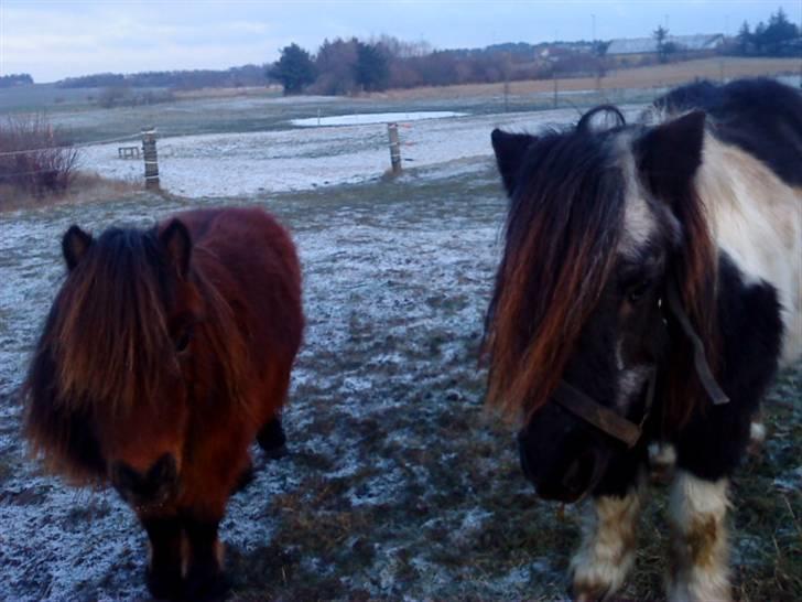 Shetlænder Helmer/Filicita~pensonist - Mitzi & Helmer (: billede 3