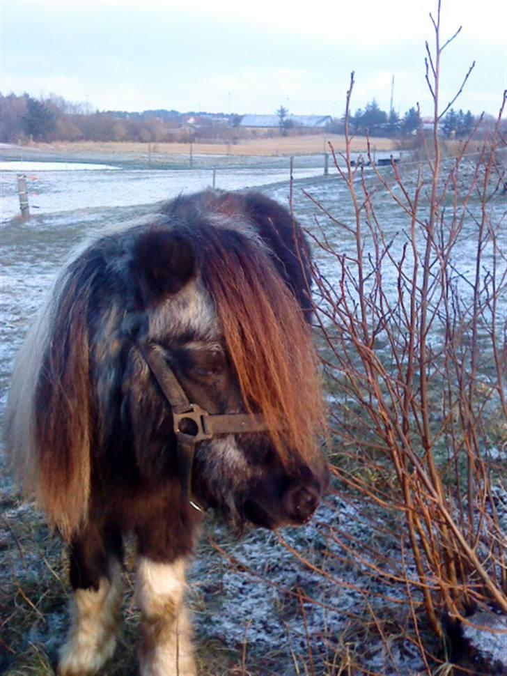 Shetlænder Helmer/Filicita~pensonist - Nuuuuuuuuuuuuuuurh!! billede 4