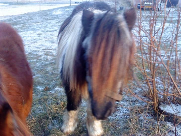 Shetlænder Helmer/Filicita~pensonist - Lidt nærbillede (: billede 5