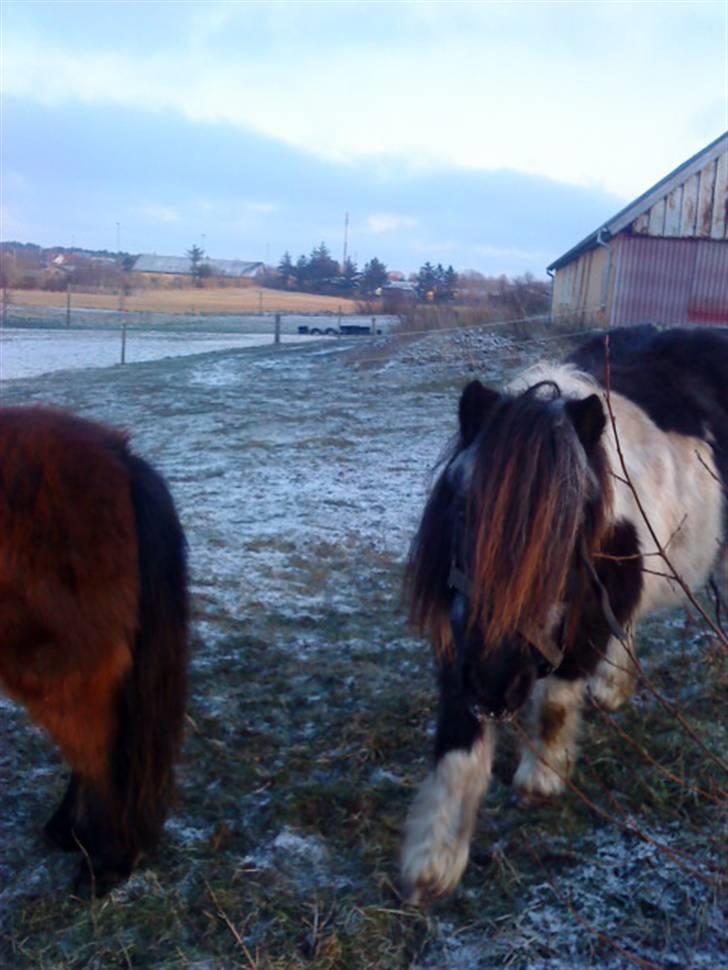 Shetlænder Helmer/Filicita~pensonist - Nu kommer jeg<33 billede 6