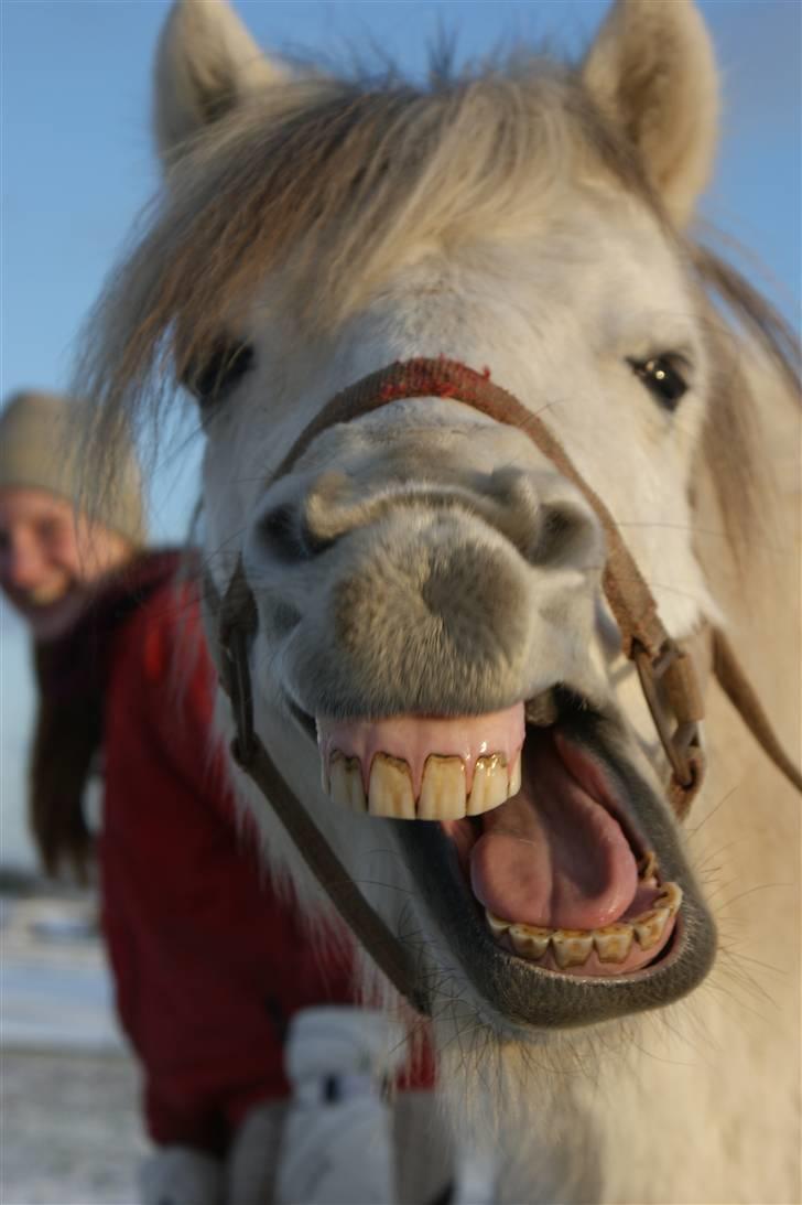 Anden særlig race Snehvide - 20# Sne gaber :D foto: Hanne  billede 20