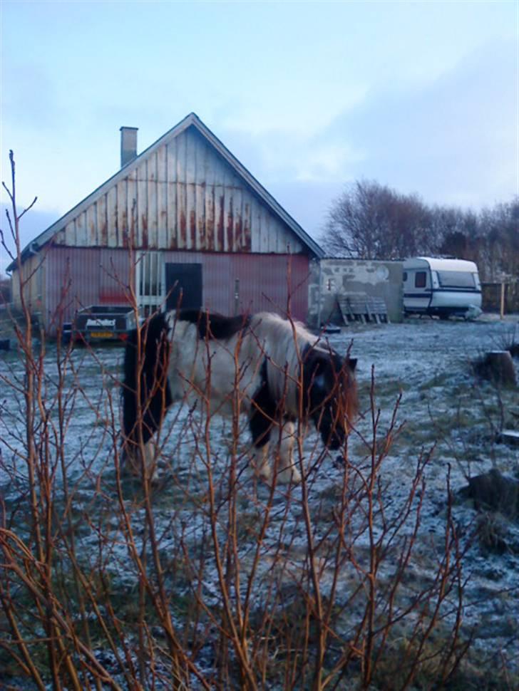 Shetlænder Helmer/Filicita~pensonist - Haha! I kan ikke finde miiq<3 nu? billede 7