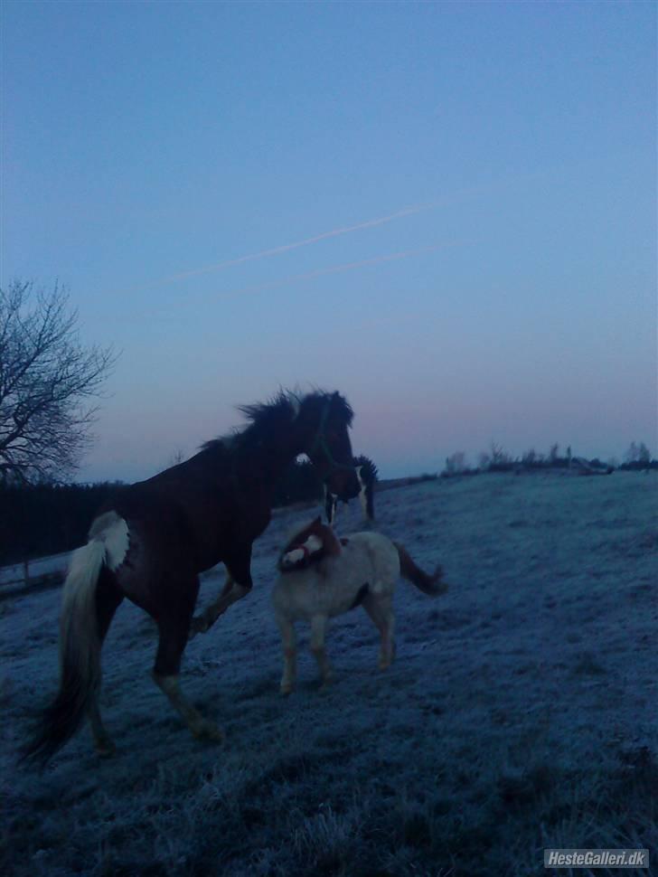 Shetlænder *Mille* - James og mille leger:) Foto: Mig billede 8