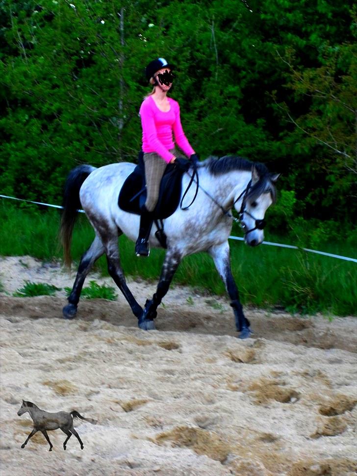 Sportsaraber (A) »|Lysholms Silvado|« 28/7 - 11 15:51    †    R.I.P - Ingen pony går som dig <3 du er en ener, og ingen vil kunne erstatte din plads i mit hjerte.. Du var den eneste ene skat! 

Altid du og jeg! <3 billede 19