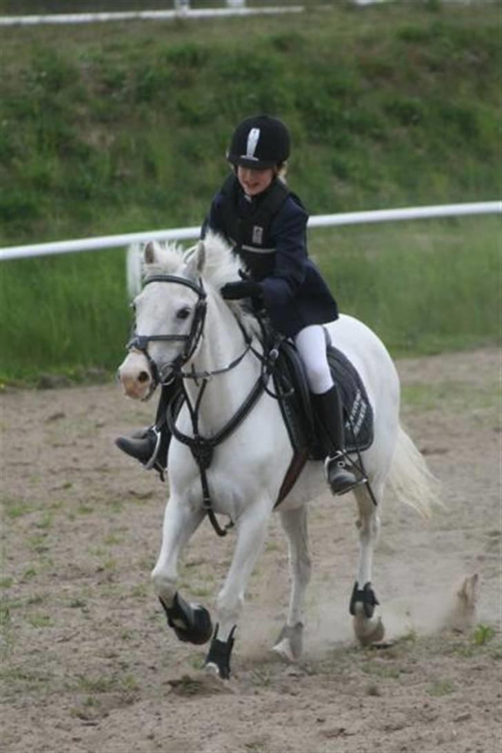 Welsh Pony (sec B) Korreborgs Henriette billede 9