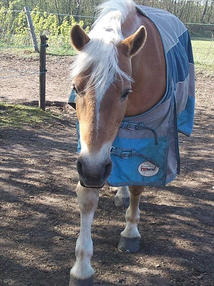 Tyroler Haflinger Elghusets Gipsy:-*' R.I.P - #2# Her er min snuske trold på fold :i billede 2