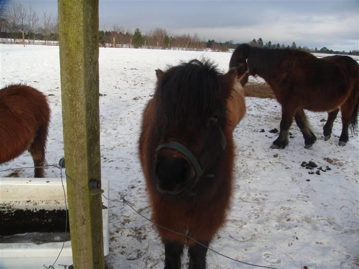 Shetlænder Andrea   - her er jeg blevet meget størere og dygtiger nu kan jeg springe billede 9