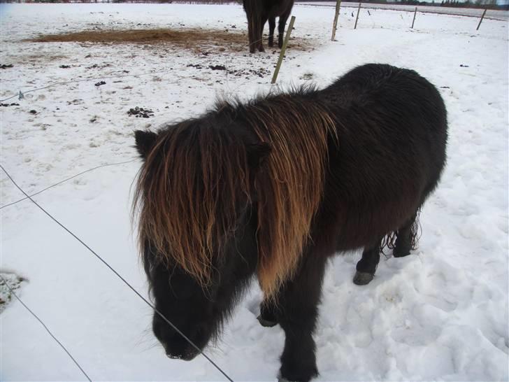 Shetlænder Savanna   - vinter billede 5