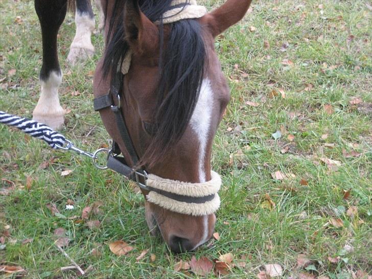 Pinto Araber Gantrup Anemone (Mone) - Første gang jeg så den dejlige pony.. <3 billede 12