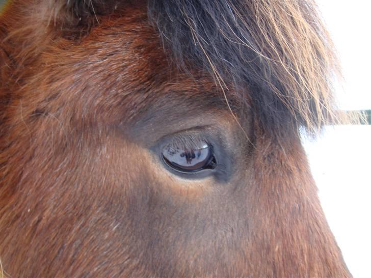 Islænder Lóa fra Alkenbjerggaard - loa s øje billede 13
