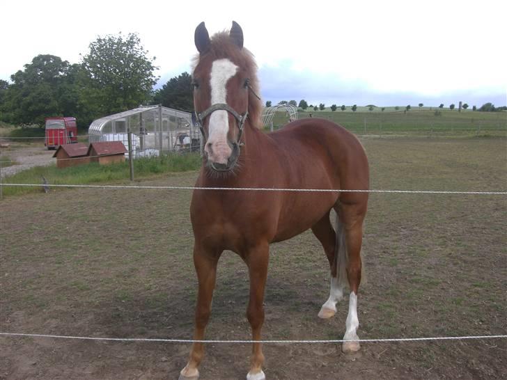 New Forest Tony<3 - Hej jeg hedder tony billede 1