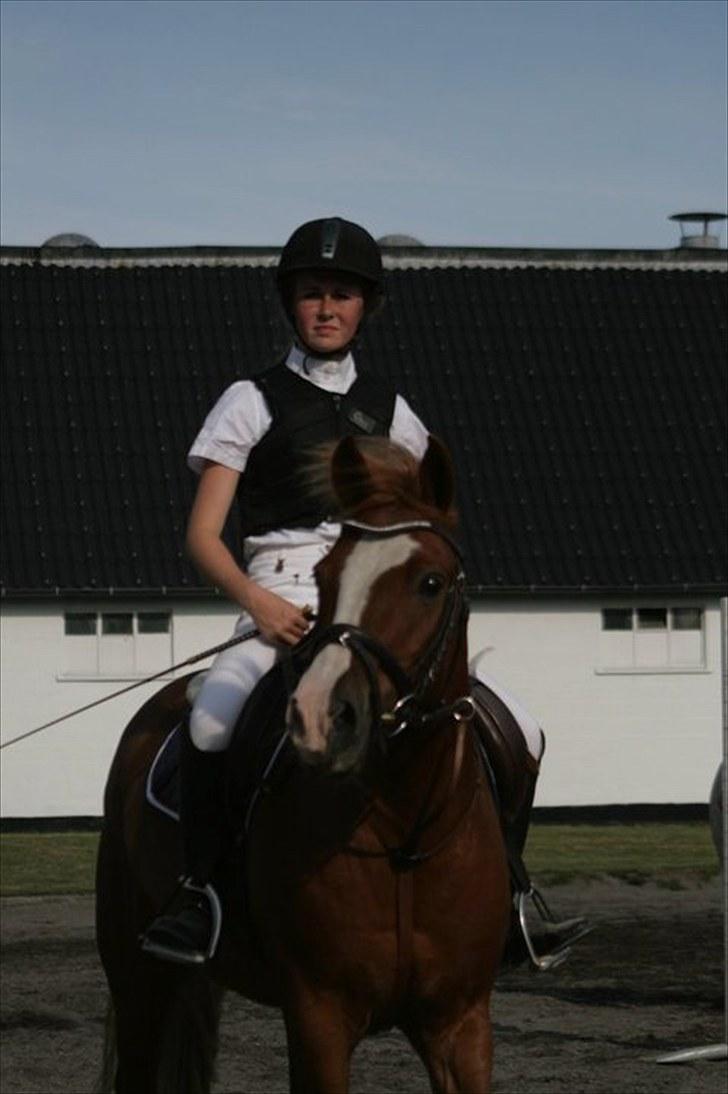 New Forest Tony<3 - Tony der slapper af i sin boks<3 billede 2