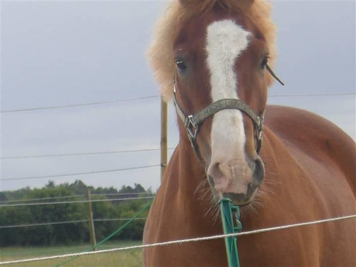 New Forest Tony<3 billede 5