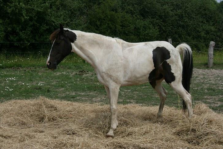 Anden særlig race Winnetou - 4# d. 21/07-10 hun synes lige hun skulle tisse på det de spiser ude på folden d; FOTOGRAF: KIK-photo billede 4