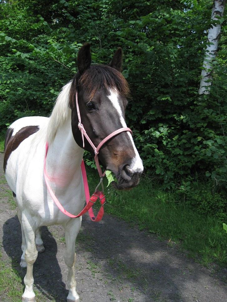 Anden særlig race Winnetou - 12# græssede lidt med dellen efter bidløs ridning(: <3 d. 06/06-10 FOTOGRAF: KIK-photo billede 12