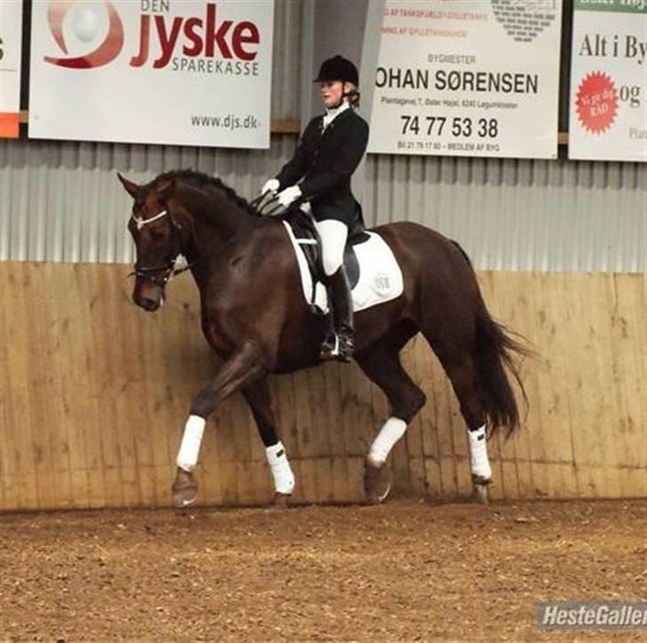 Dansk Varmblod Lunderup's Banjo SOLGT - Foto: Rikke Jensen(: billede 3