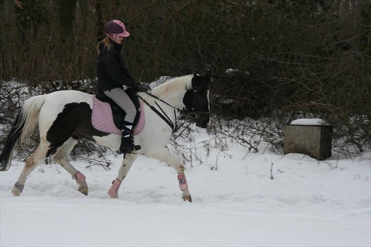 Anden særlig race Winnetou - 14# dressur d. 20/02-10 FOTOGRAF: SiK-photo billede 14