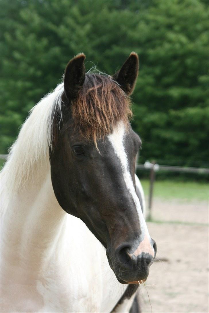 Anden særlig race Winnetou - 19# d. 21/07-10 smukke<3  FOTOGRAF: KIK-photo billede 19