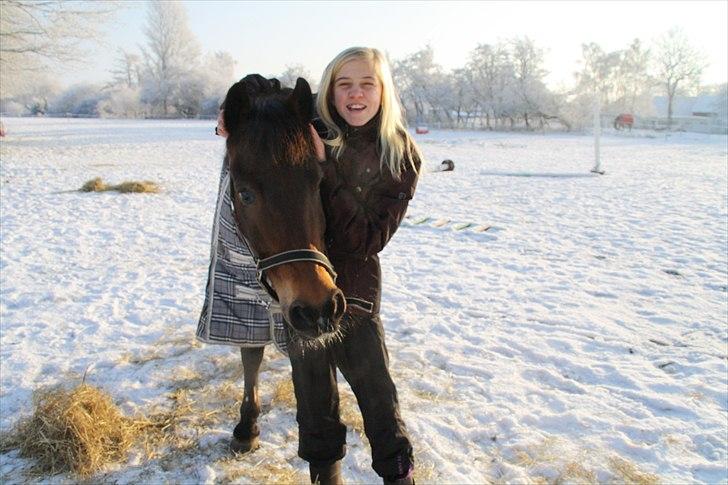 New Forest Gay Count Tarok Halv A-Pony solgt:'( -  miiig og den smukke hygger lige på marken<3 Fotograf: Signe billede 2