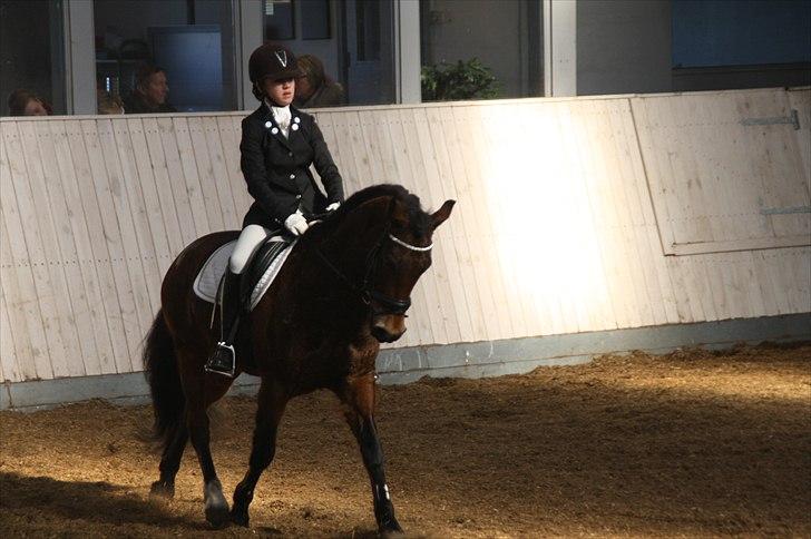 New Forest Gay Count Tarok Halv A-Pony solgt:'( - C-stævne i Nr.Hpstrup (-:<3 Fotograf: Mor billede 3