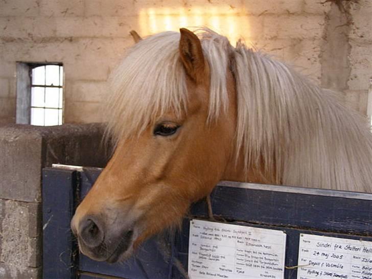 Islænder Dagbjört fra Skovlunde SOLGT billede 1