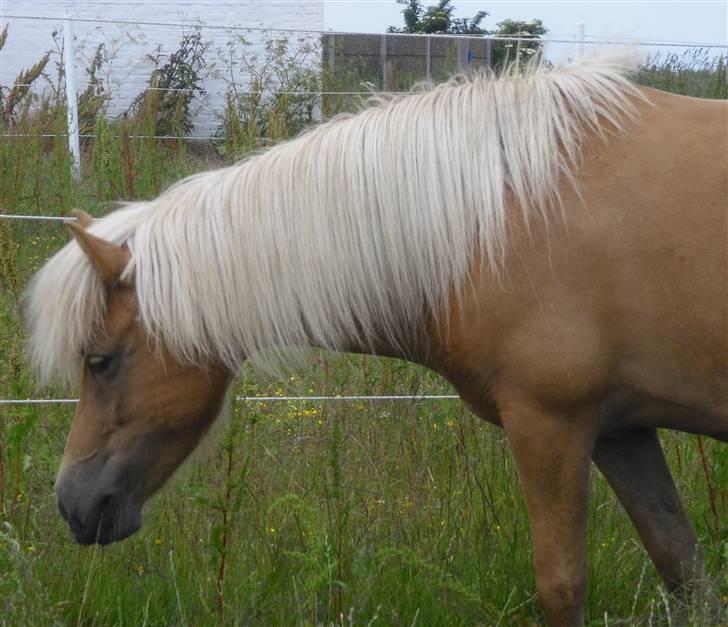 Islænder Dagbjört fra Skovlunde SOLGT billede 2