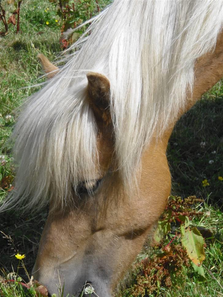 Islænder Dagbjört fra Skovlunde SOLGT billede 3