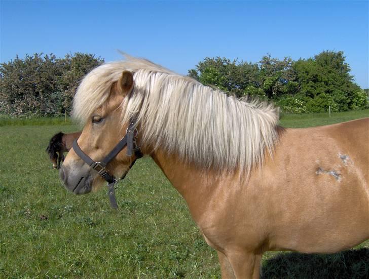 Islænder Dagbjört fra Skovlunde SOLGT billede 4
