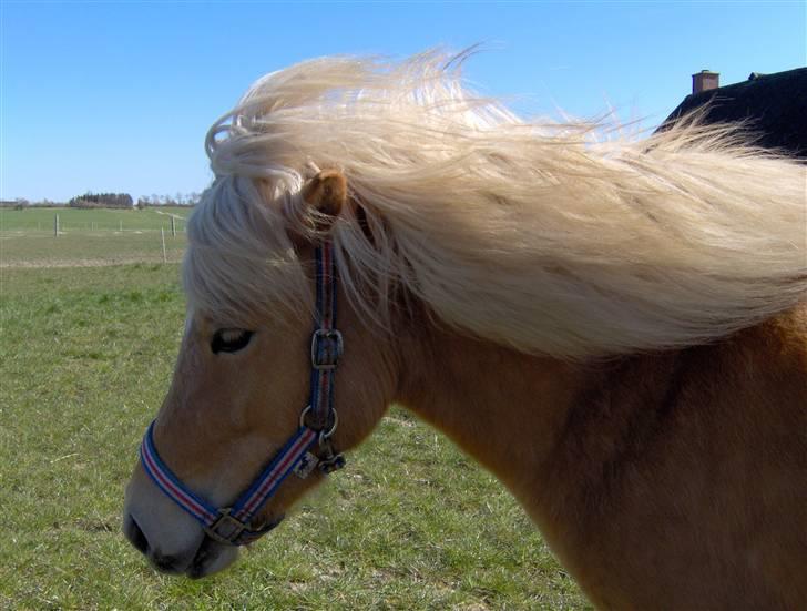 Islænder Dagbjört fra Skovlunde SOLGT billede 5