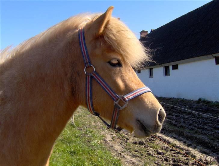 Islænder Dagbjört fra Skovlunde SOLGT billede 6