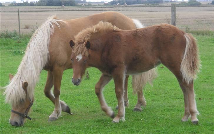 Islænder Dagbjört fra Skovlunde SOLGT billede 7