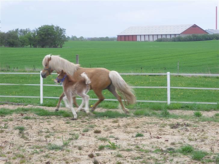 Islænder Dagbjört fra Skovlunde SOLGT billede 8