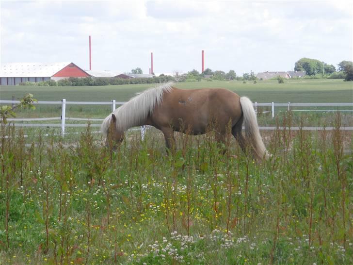 Islænder Dagbjört fra Skovlunde SOLGT billede 9