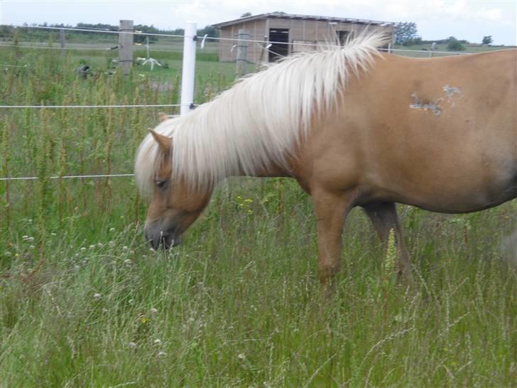 Islænder Dagbjört fra Skovlunde SOLGT billede 10