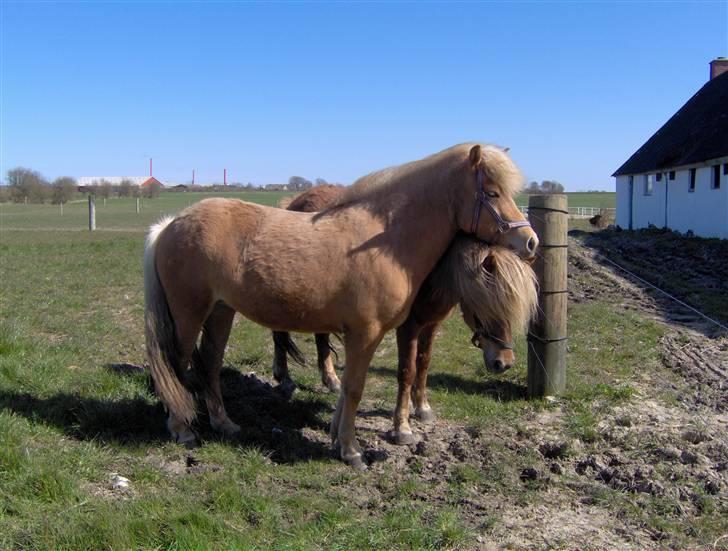 Islænder Dagbjört fra Skovlunde SOLGT billede 11