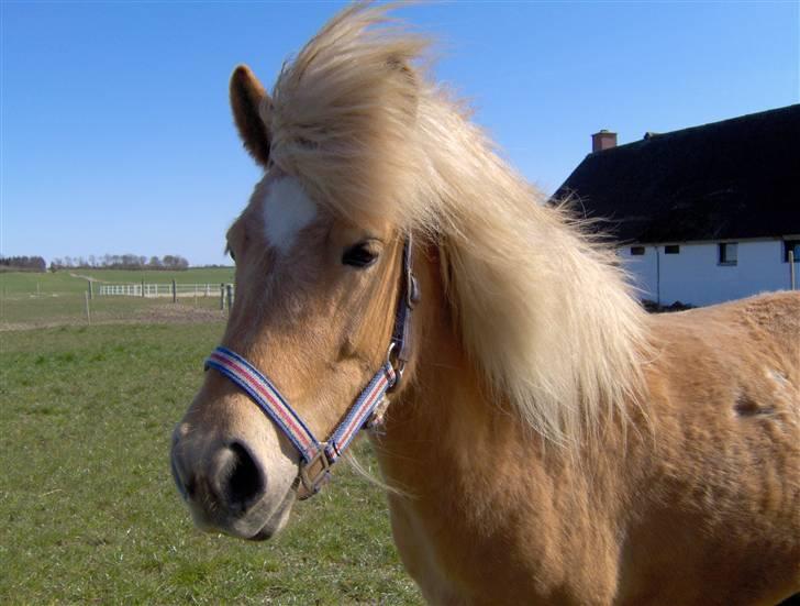Islænder Dagbjört fra Skovlunde SOLGT billede 12