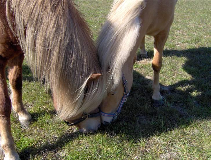 Islænder Dagbjört fra Skovlunde SOLGT billede 13