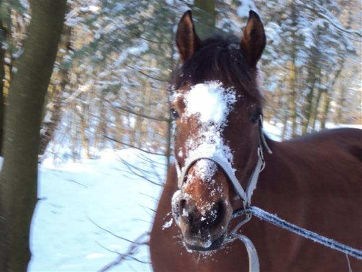 Anden særlig race Ofelia<3. - Ude i sne. billede 14