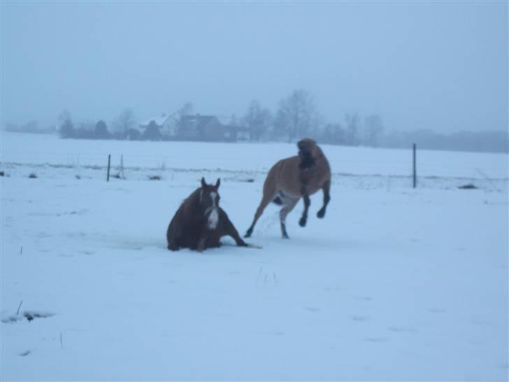Anden særlig race lukas billede 8