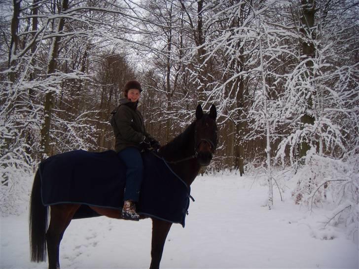 Dansk Varmblod A tempo - En tur i skoven i det fantastiske vintervejr billede 11