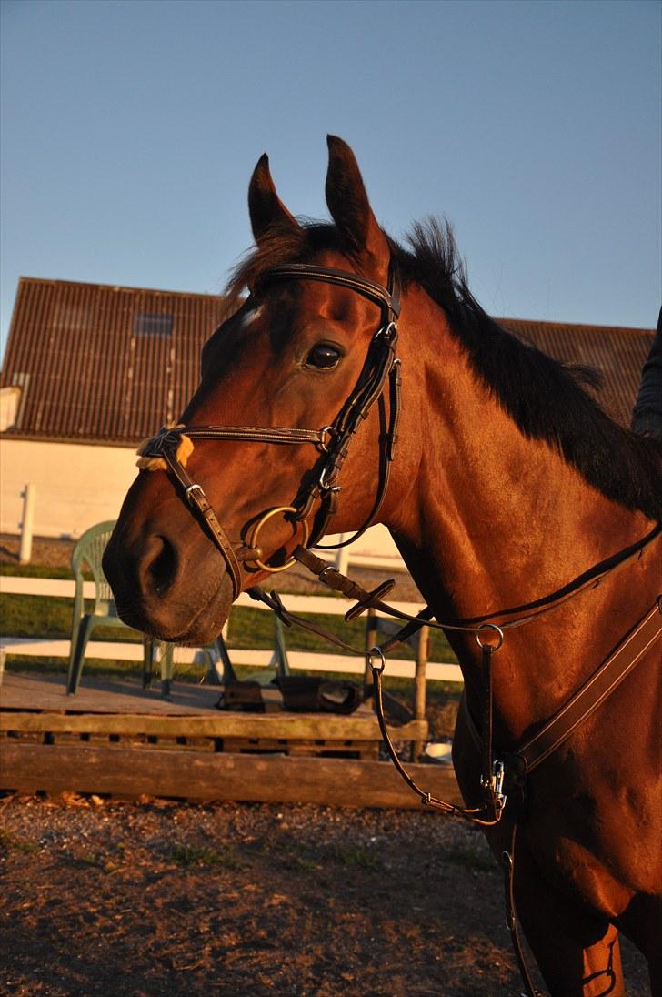 Fuldblod (XX) Sing a Long - Smukke ♥ (foto: Amanda Vangsgaard.) billede 13