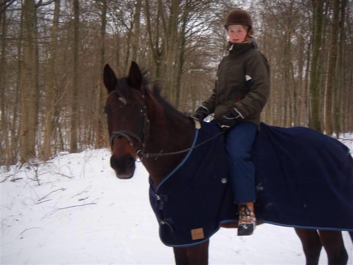 Dansk Varmblod A tempo billede 12